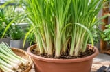 Cách trồng cây sả trong chậu để đẻ nhiều nhánh, trồng 1 lần thu hái nhiều năm
