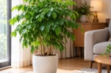 Trồng cây hạnh phúc trong nhà có tốt không? 5 điều người đang trồng nên biết