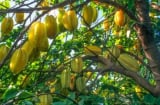 Trồng khế nên trồng khế chua hay khế ngọt