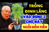 Cây đinh lăng trấn giữ của cải: Trồng đúng chỗ này tiền bạc chảy vào nhà ùn ùn