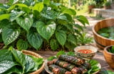 Tin vui cho những gia đình trồng bụi lá lốt