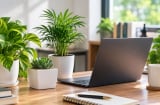 7 điều nên tránh khi đặt cây cảnh trên bàn làm việc, nhiều người mắc mà không để ý