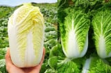 Mua cải thảo: Chọn cây trắng hay cây xanh mới ngon?