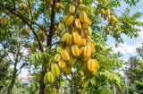 3 loại cây trồng trước nhà nào nhà đó giàu có
