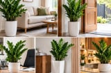 Trồng cây kim tiền ở 5 vị trí này, không gian vừa đẹp mắt vừa hút tài lộc