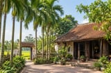 Vì sao thời ông bà ta thích trồng cau trước nhà? 5 lý do đằng sau một nét văn hóa Việt