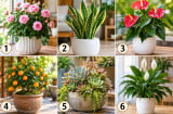 Hãy chọn chậu cây cảnh bạn ấn tượng