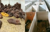 Loài đặc sản “ăn ít, gần như không uống nước”, một nông dân Nghệ An nuôi thành công, mở hướng làm giàu mới