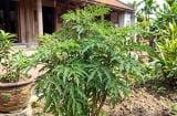 Mệnh nào hợp cây Đinh Lăng nhất?