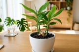Mệnh nào hợp trồng cây Gừng nhất?