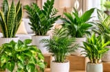 Top 7 cây cảnh trồng trong nhà vừa dễ chăm, lọc không khí tốt lại giàu ý nghĩa phong thủy