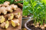Trồng gừng nên cắt từng mắt hay để cả củ? Làm đúng cách, củ lên mầm khỏe, chậu gừng sai củ cũng ít