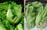 Vì sao mùa thu nên ăn cải bẹ xanh?