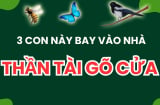 3 con vật vào nhà mang tới may mắn cho gia chủ