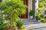 Cây đinh lăng phong thủy nên trồng ở đâu?