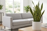 Mệnh nào hợp trồng cây lưỡi hổ nhất?