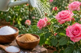 Mẹo dùng 2 thứ gia vị quen thuộc để tưới hoa hồng: Nhiều người bất ngờ
