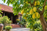 Người tuổi nào hợp trồng cây khế phong thủy? 4 con giáp được xem là dễ đón tài lộc, gia đạo thêm thuận