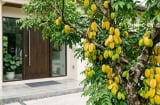 Tuổi nào hợp trồng cây khế nhất?