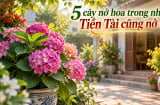 5 cây nở hoa trong nhà Tiền Tài cũng nở rộ