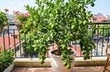 Mệnh nào hợp trồng cây chanh nhất?