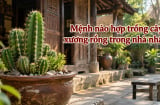 Mệnh nào hợp trồng cây xương rồng trong nhà nhất?