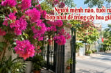 Người mệnh nào, tuổi nào hợp nhất để trồng cây hoa giấy?