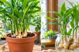 Trồng gừng phong thủy: Nên trồng thủy sinh hay vào chậu đất để cây vừa tốt vừa hút lộc?