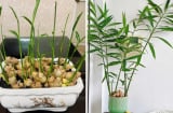 5 điều quan trọng cần biết khi chơi chậu gừng trong nhà