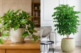 5 loại cây cảnh được nhiều gia đình ưa chuộng: Vừa làm đẹp nhà, vừa mang ý nghĩa may mắn, tài lộc