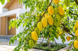 Cách trồng khế quả chín đầy cành, ngọt lịm, mọng nước