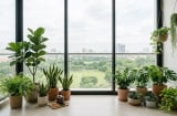 Đặt cây cảnh ở đâu trong nhà để vừa đẹp mắt vừa hợp phong thủy? 5 vị trí nhiều người quan tâm