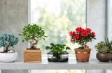 Không phải cây nào cũng hợp mọi mệnh: Cách chọn cây cảnh theo ngũ hành dễ áp dụng