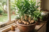 Tại sao nhiều gia đình thích trồng gừng trong nhà?