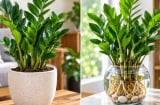  Trồng cây kim tiền phong thủy: Nên trồng chậu đất hay thủy sinh để cây xanh tốt, dễ chăm?