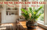 2 mệnh trồng kim tiền cực kỳ may mắn: Cây càng xanh người càng thăng quan phát tài