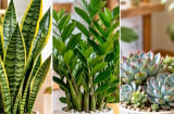 Cây cảnh không cần lớn nhanh chỉ cần đừng vàng lá: Gợi ý 5 cây trồng lâu càng đẹp