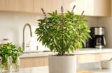 Cây húng quế tốt cho phong thủy: Trồng ở 3 hướng này hút tài lộc