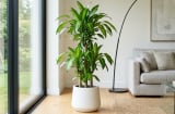 Mệnh nào hợp cây Thiết Mộc Lan nhất?