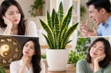 Những người không nên trồng cây lưỡi hổ