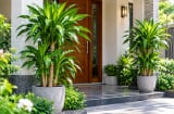 Tuổi con giáp nào hưởng lợi khi trồng cây thiết mộc lan phong thủy trước nhà?