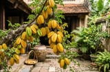 Tuổi nào hợp trồng cây Khế nhất?