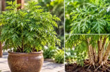3 con giáp thích hợp trồng cây đinh lăng phong thủy