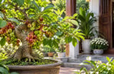 3 mệnh hợp trồng cây sung phong thủy?