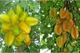 3 vị trí không nên trồng khế kẻo hao tài tán lộc
