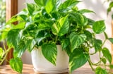 4 con giáp hợp trồng trầu bà phong thủy, đặt đúng vị trí càng dễ hút tài lộc