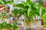 Cách trồng trầu bà thủy sinh không bị vàng lá: 6 bước đơn giản giúp cây xanh tốt quanh năm