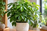 Trồng cây ngũ gia bì phong thủy hợp với tuổi con giáp nào?