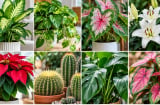 7 cây cảnh quen thuộc trong nhà cần cẩn thận vì có thể ảnh hưởng sức khỏe