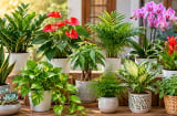Cách chọn cây cảnh phong thủy theo từng con giáp